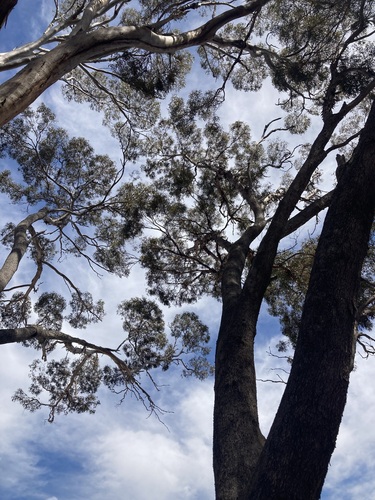 Image of Eucalyptus longicornis by (c) Thomas Mesaglio, some rights reserved (CC BY)