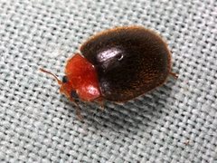 Rhyzobius lophanthae