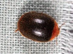 Rhyzobius lophanthae