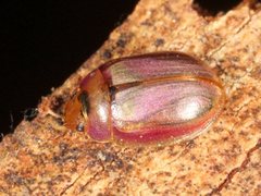 Peltoschema hamadryas