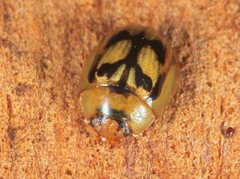 Peltoschema hamadryas