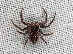 Tharpyna campestrata