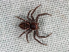 Tharpyna campestrata