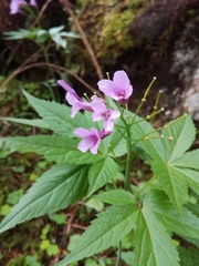 Cardamine pentaphyllos