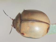 Dicranosterna circe