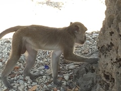 Macaca fascicularis