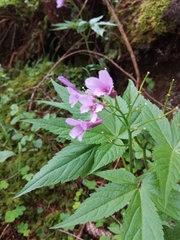 Cardamine pentaphyllos