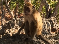 Macaca fascicularis