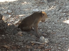 Macaca fascicularis