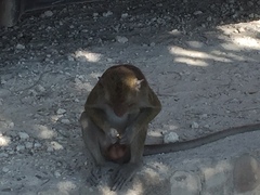 Macaca fascicularis