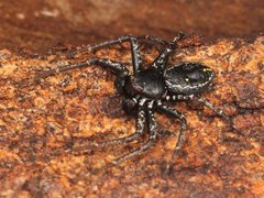 Tharpyna campestrata