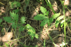 Filipendula stepposa