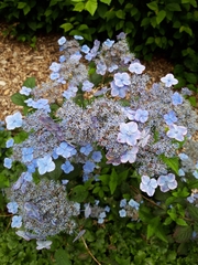 Hydrangea macrophylla