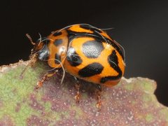 Peltoschema oceanicum