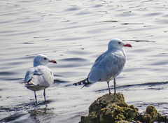 Ichthyaetus audouinii
