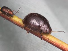 Paropsisterna decolorata