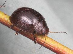 Paropsisterna decolorata