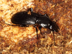 Pterostichus aethiops