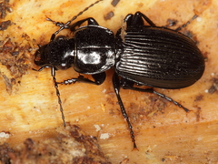 Pterostichus aethiops