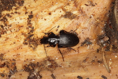 Pterostichus aethiops