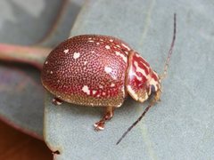 Paropsis geographica