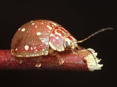 Paropsis geographica