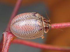 Paropsisterna laesa