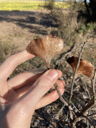 Hakea brownii, photograph 1