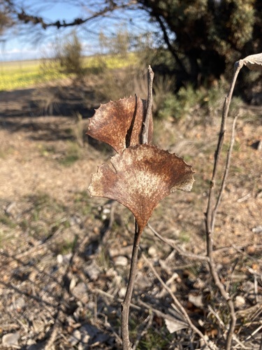 Hakea brownii, photograph 3