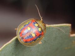 Paropsisterna annularis