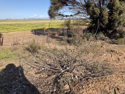 Hakea brownii, photograph 2