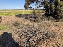 Hakea brownii, photograph (c) Thomas Mesaglio, some rights reserved (CC BY)