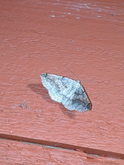 Prochoerodes forficaria