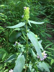 Prunella vulgaris lanceolata