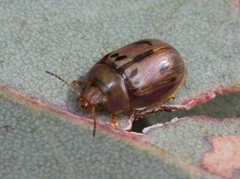 Peltoschema hamadryas