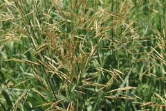 Bromus riparius