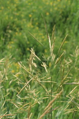 Bromus riparius