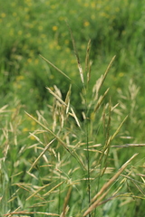 Bromus riparius