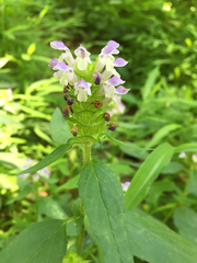 Prunella vulgaris lanceolata