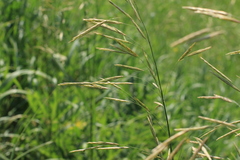 Bromus riparius