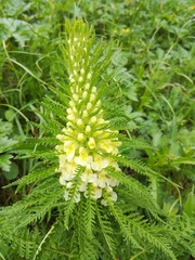 Pedicularis foliosa