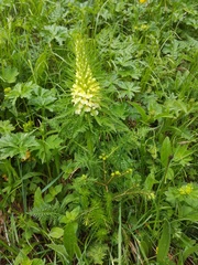 Pedicularis foliosa
