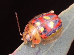 Paropsisterna annularis