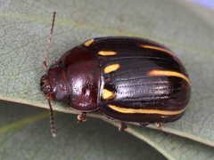 Paropsisterna lineata