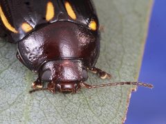 Paropsisterna lineata