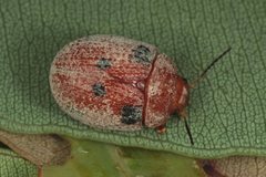Trachymela exarata