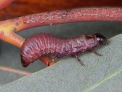 Paropsisterna irina