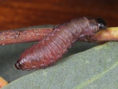 Paropsisterna irina
