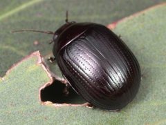 Paropsisterna irina