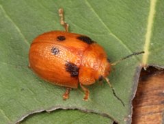 Trachymela sjoestedti